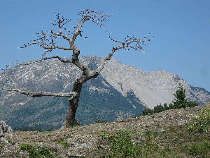 Burmis Tree Discover Crowsnest Heritage Burmis Tree