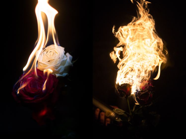 Burning Flowers Photographing burning flowers Ejohse