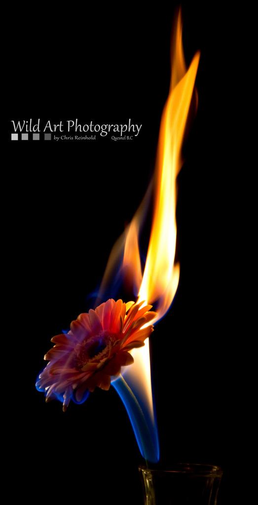 Burning Flowers Burning Flowers Messing around in the studio with the club Flickr