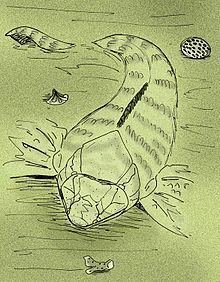 Burrinjucosteus httpsuploadwikimediaorgwikipediacommonsthu