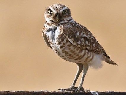 Burrowing owl Burrowing Owl Identification All About Birds Cornell Lab of