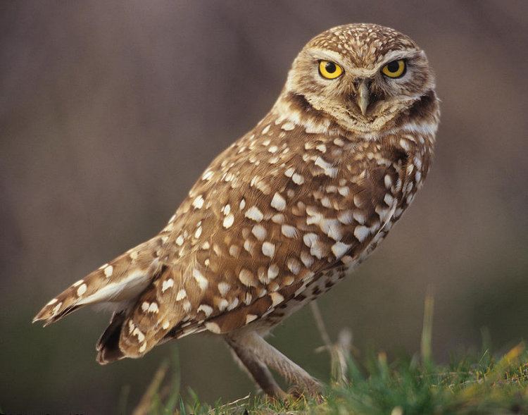 Burrowing owl Burrowing Owl Athene cunicularia Information Pictures Sounds
