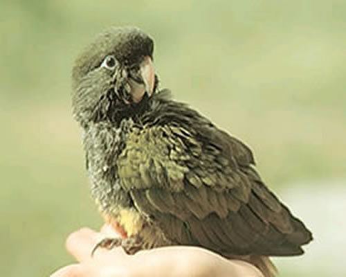 Burrowing parrot Burrowing Parrot World Land Trust