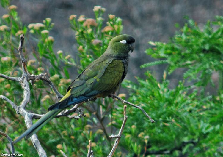 Burrowing parrot antpittacom Burrowing Parakeet Cyanoliseus patagonus