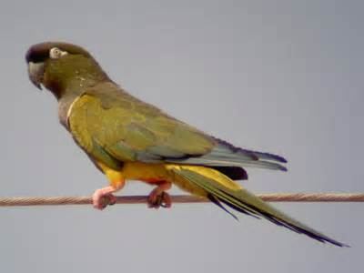 Burrowing parrot More on Cyanoliseus patagonus Burrowing Parrot