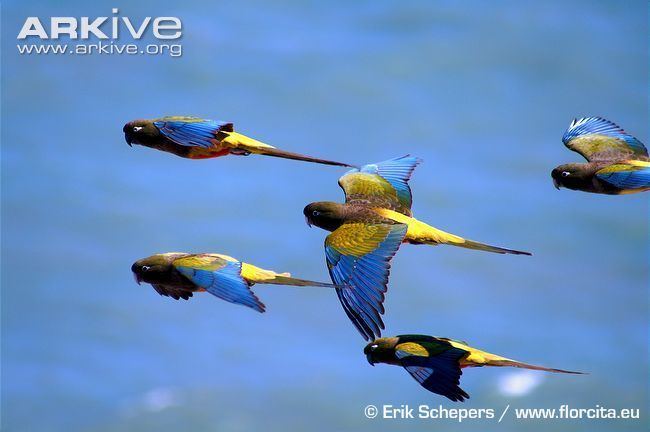 Burrowing parrot Burrowing parakeet videos photos and facts Cyanoliseus patagonus