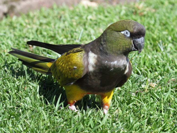 Burrowing parrot FileBurrowing Parrot RWD2jpg Wikimedia Commons