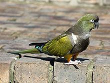 Burrowing parrot httpsuploadwikimediaorgwikipediacommonsthu