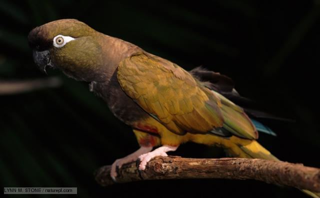 Burrowing parrot BBC Nature Burrowing parrot videos news and facts