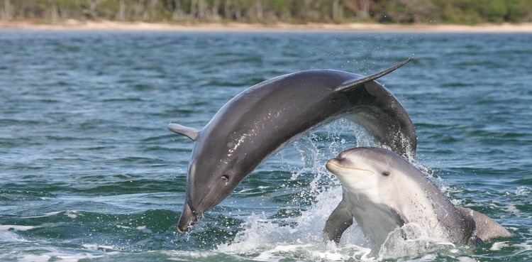 Burrunan dolphin Small and isolated dolphin populations are under threat