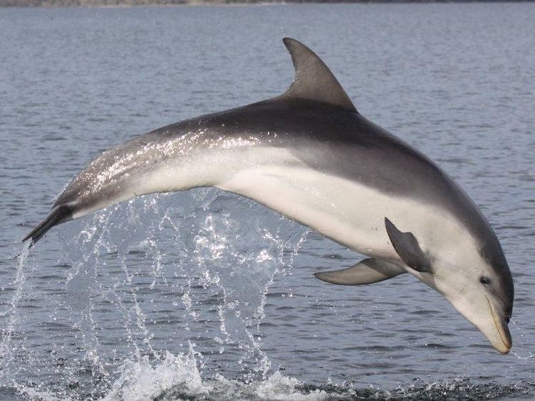 Burrunan dolphin Port Phillip Bay Taxonomy Toolkit