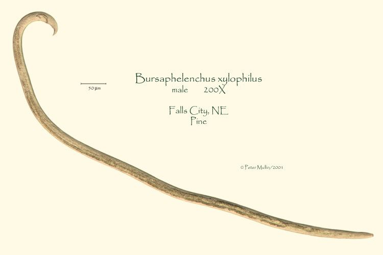 Bursaphelenchus Bursaphelenchus xylophilus Pinewood nematode worm Aphelenchoides