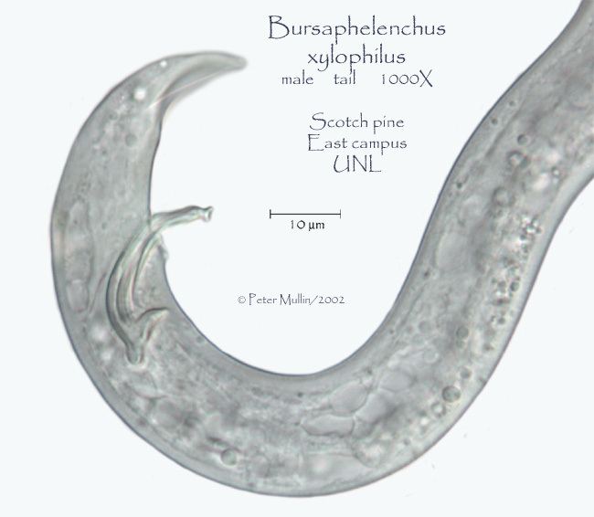 Bursaphelenchus Bursaphelenchus xylophilus Species page