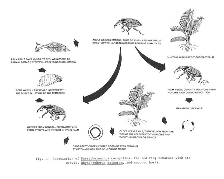 Bursaphelenchus cocophilus Bursaphelenchus cocophilusbeetlepalm cycle