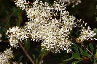 Bursaria spinosa Factsheet Bursaria spinosa