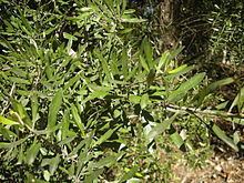 Bursaria spinosa httpsuploadwikimediaorgwikipediacommonsthu