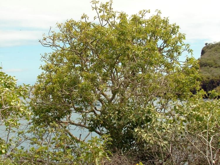 Bursera CDF Galapagos Species Checklists Bursera graveolens