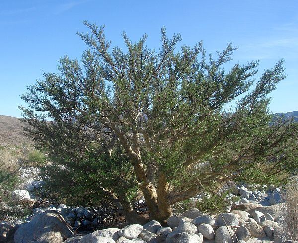 Bursera Plant Species of the Borrego Desert Burseraceae Bursera