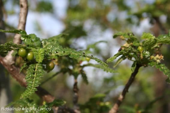 Bursera bipinnata BIBLIOTECA