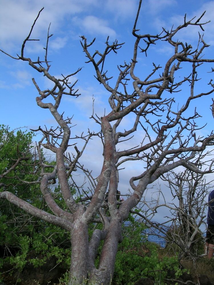 Bursera graveolens Bursera graveolens Pedagogy of the Plants