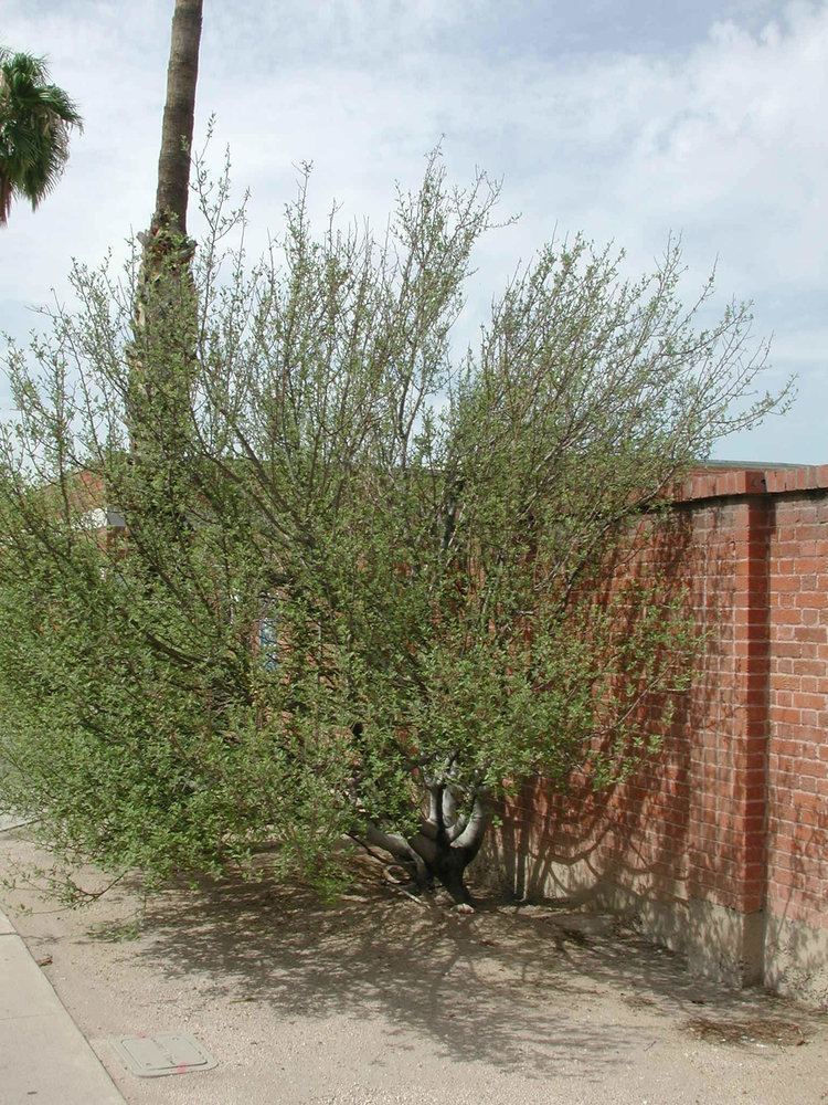 Bursera hindsiana Find Trees amp Learn University of Arizona Campus Arboretum