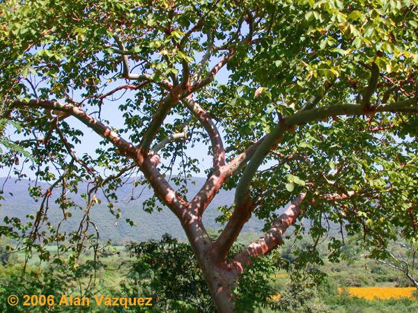 Bursera simaruba The simaruba clade of Bursera