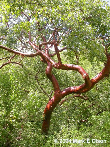 Bursera simaruba The simaruba clade of Bursera