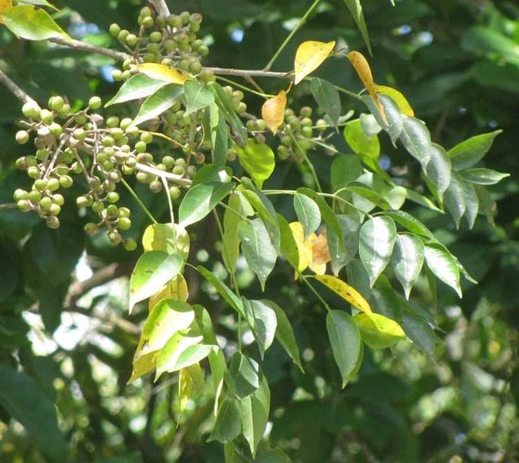 Bursera simaruba GumboLimbo BURSERA SIMARUBA