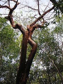 Bursera simaruba httpsuploadwikimediaorgwikipediacommonsthu