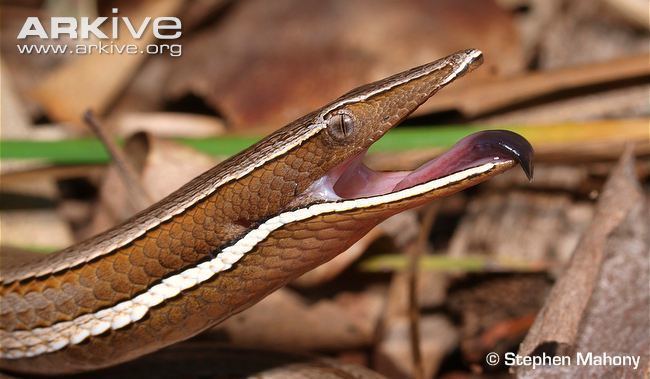 Burton's legless lizard Burton39s legless lizard videos photos and facts Lialis burtonis