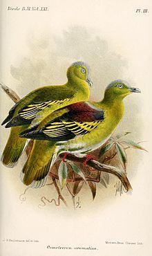 Buru green pigeon httpsuploadwikimediaorgwikipediacommonsthu