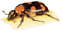 Burying beetle Endangered American Burying Beetle Update
