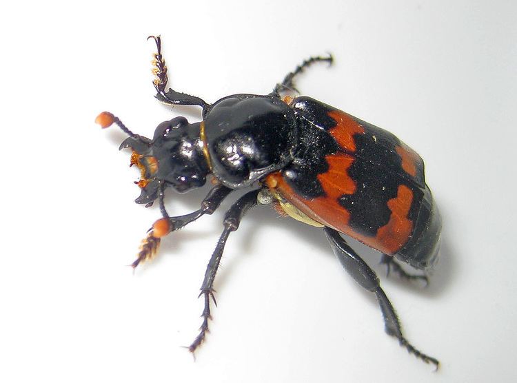 Burying beetle Hubbard Fellowship Blog The Amazing Burying Beetle The Prairie