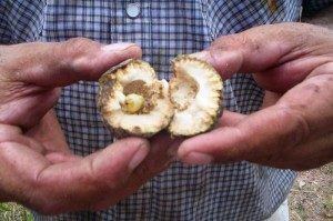 Bush coconut Bush Coconut Slow Food Australia