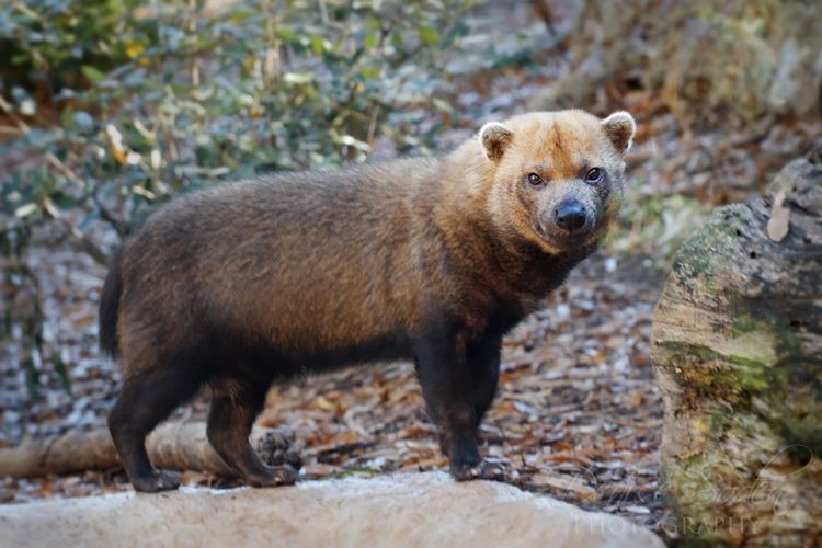 Bush dog bushdog DeviantArt