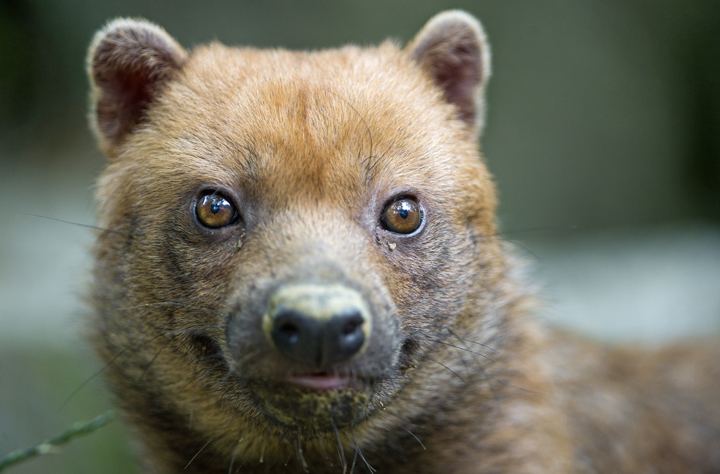 Bush dog Incredibly Cute Frustratingly Elusive Bush Dogs WBUR39s The Wild Life