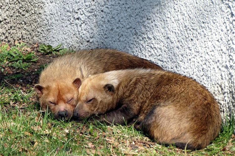 Bush dog Bush dog Detroit Zoo