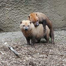 Bush dog Bush dog Wikipedia