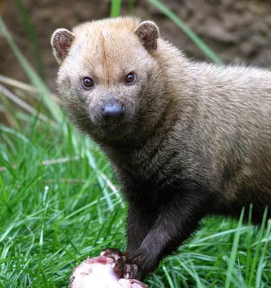 Bush dog Bush Dog Saint Louis Zoo