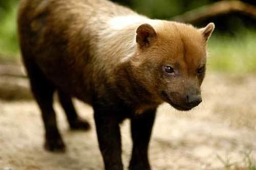 Bush dog Bush Dog Saint Louis Zoo