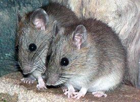 Bush rat Sydney Bush Rat Behavioural Ecology amp Conservation Research The