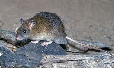 Bush rat Bush Rat Queensland Museum