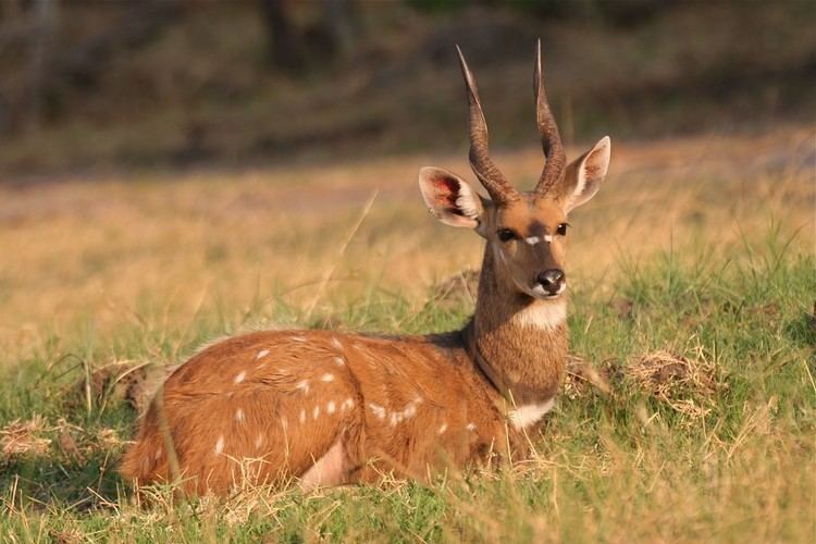 Bushbuck Bushbuck Facts History Useful Information and Amazing Pictures