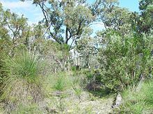 Bushland httpsuploadwikimediaorgwikipediacommonsthu