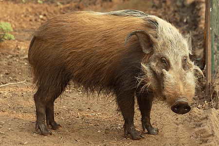 Bushpig African Bush Pig l Bush Pig Our Breathing Planet