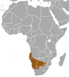 Bushveld elephant shrew httpsuploadwikimediaorgwikipediacommonsthu