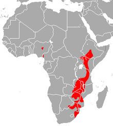 Bushveld horseshoe bat httpsuploadwikimediaorgwikipediacommonsthu