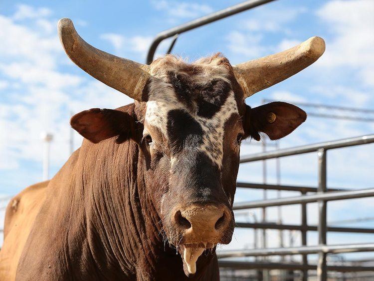 Bushwacker (bull) Why You Must Watch This Bucking Bull Before He Retires Sunday