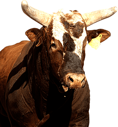 Bushwacker (bull) Professional Bull Riders Bushwacker