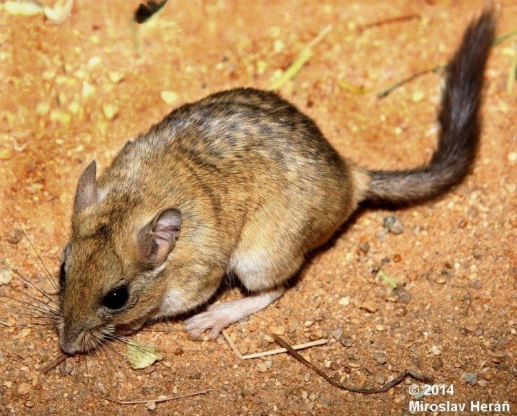 Bushy-tailed jird Image Sekeetamys calurus Bushytailed Jird BioLibcz